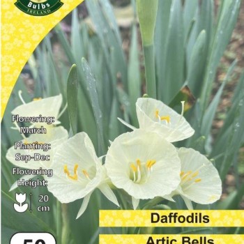WC BULBS : DAFFODIL BULBOCODIUM ARTIC BELLS 50PK