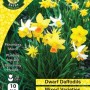 WC BULBS : DAFFODIL MIXED MINATURE 10PK
