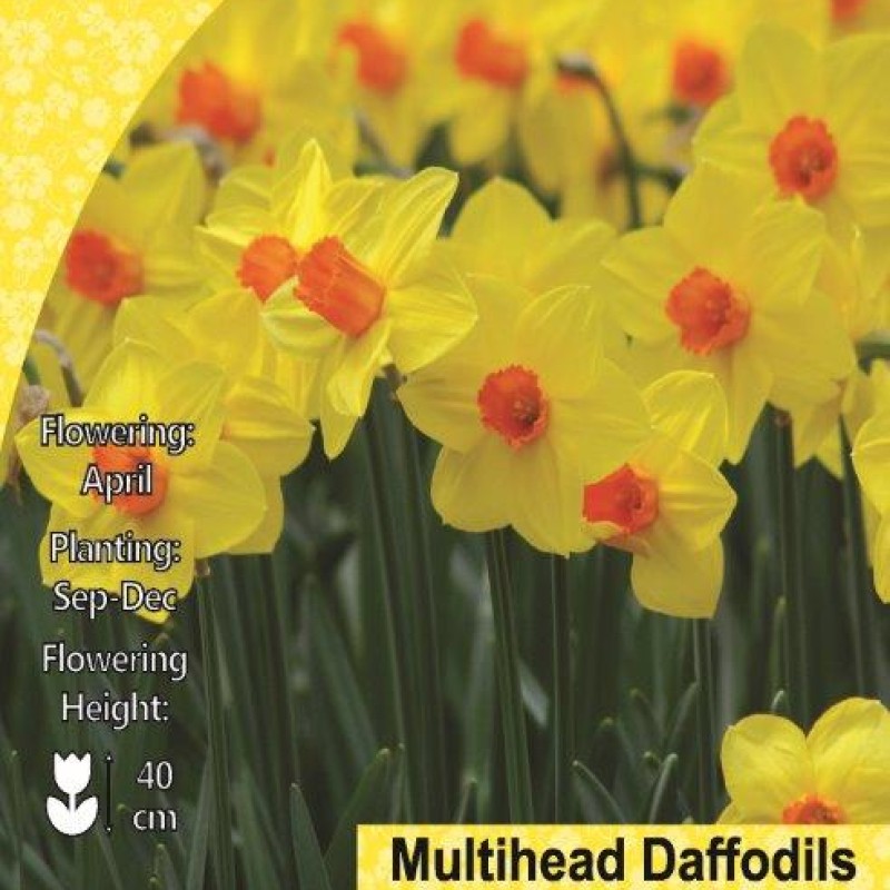 WC BULBS : DAFFODIL MULTIFLOWER MARTINETTE 5PK