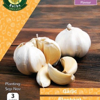 WC BULBS : GARLIC ELEPHANT 3 CLOVES