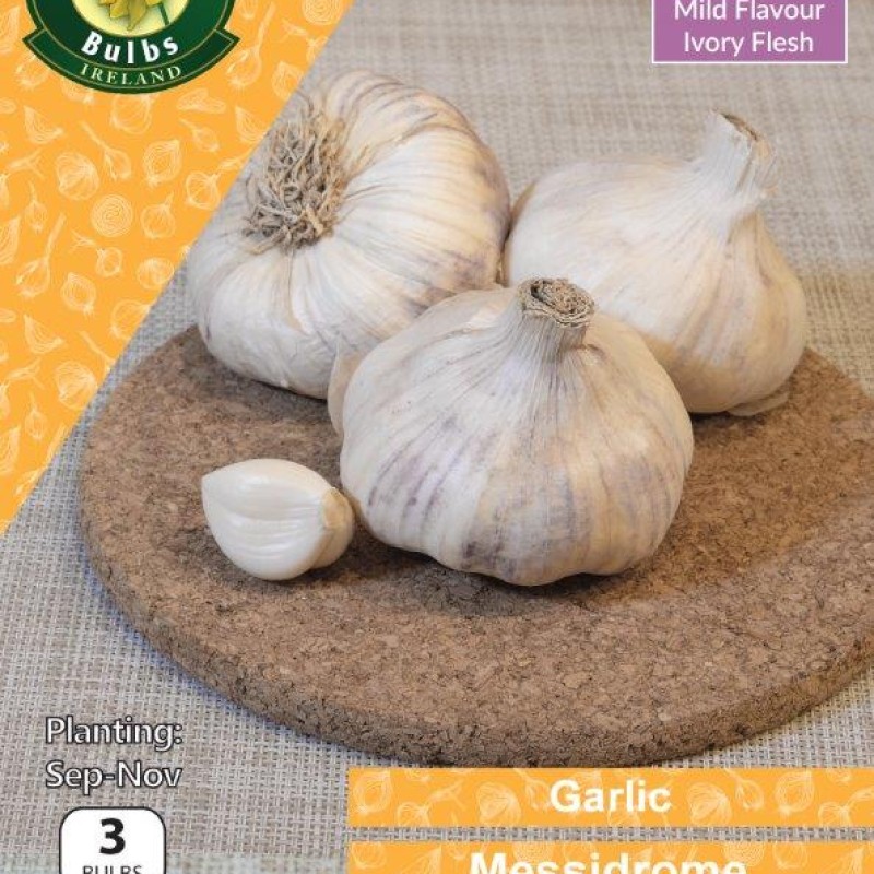 WC BULBS : GARLIC MESSIDROME 3PK