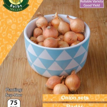 WC BULBS : ONION RADAR 75 BULBS