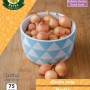 WC BULBS : ONION RADAR 75 BULBS