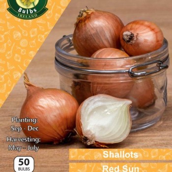 WC BULBS : ONION SET RED SUN X 50 PREPACK
