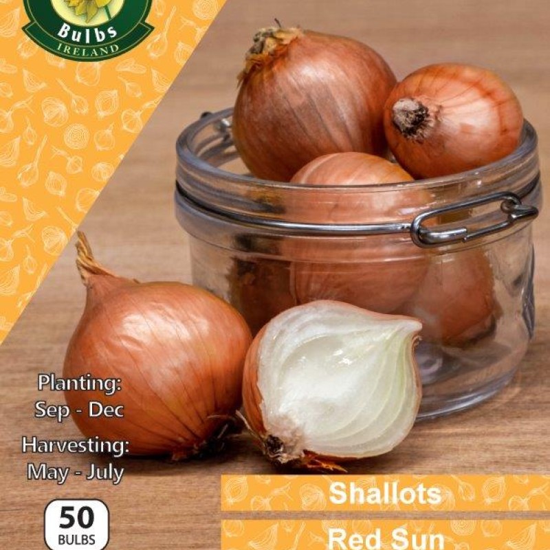 WC BULBS : ONION SET RED SUN X 50 PREPACK