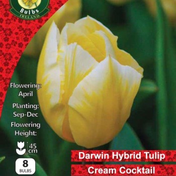WC BULBS : TULIPS CREAM COCKTAIL 8PK