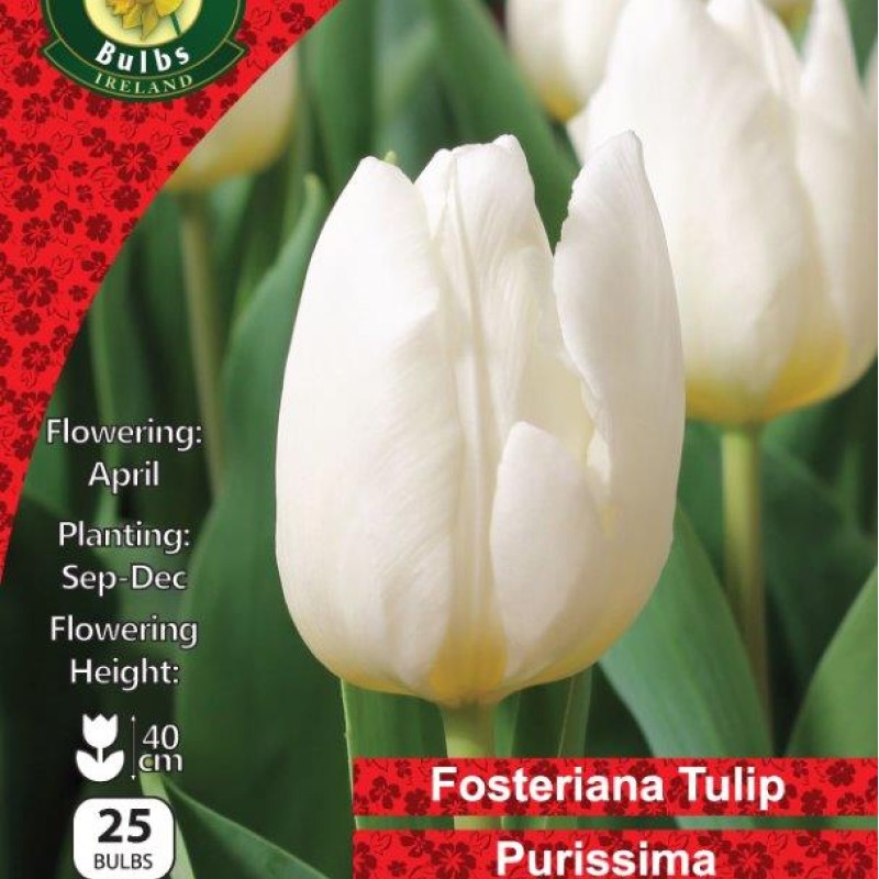 WC BULBS : TULIP SINGLE PURISSIMA 25PK