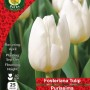 WC BULBS : TULIP SINGLE PURISSIMA 25PK
