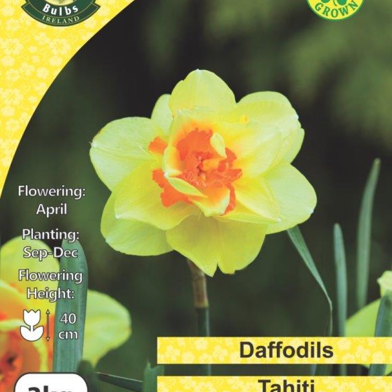 WC BULBS : DAFFODIL 3KG : DOUBLE TAHITI