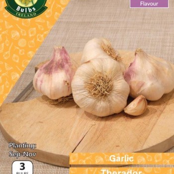 WC BULBS : GARLIC THERADOR 3PK