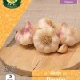 WC BULBS : GARLIC THERADOR 3PK