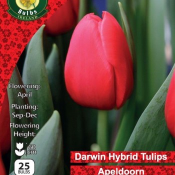 WC BULBS : TULIP SINGLE APELDOORN 25PK