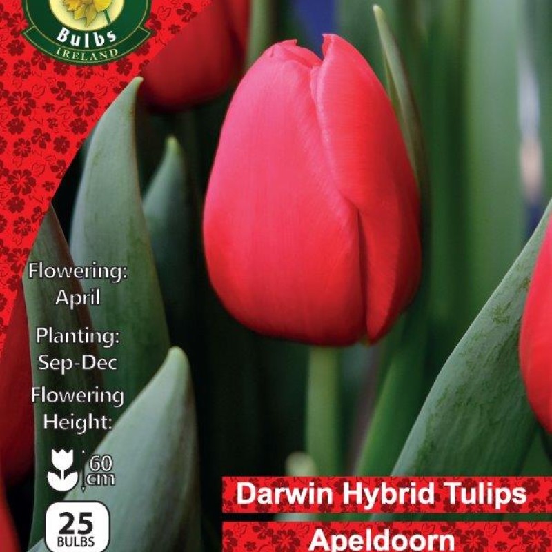 WC BULBS : TULIP SINGLE APELDOORN 25PK