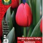 WC BULBS : TULIP SINGLE APELDOORN 25PK