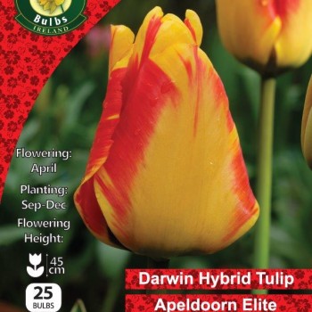 WC BULBS : TULIP SINGLE APELDOORN ELITE 25PK