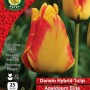 WC BULBS : TULIP SINGLE APELDOORN ELITE 25PK