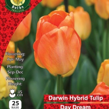 WC BULBS : TULIP SINGLE DARWIN DAY DREAM 25PK