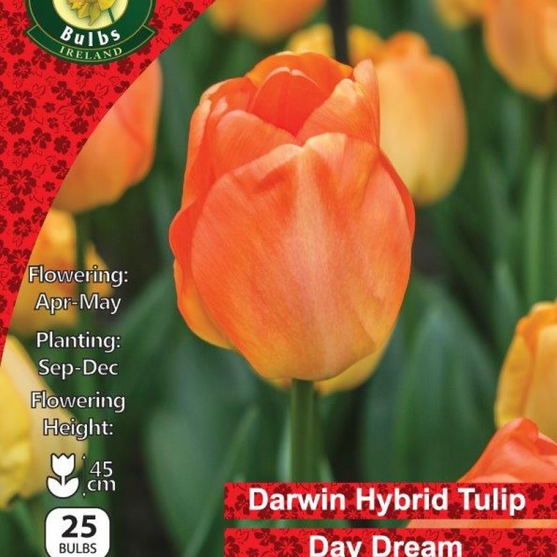 WC BULBS : TULIP SINGLE DARWIN DAY DREAM 25PK