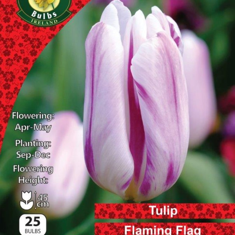 WC BULBS : TULIP 25PK : SINGLE FLAMING FLAG