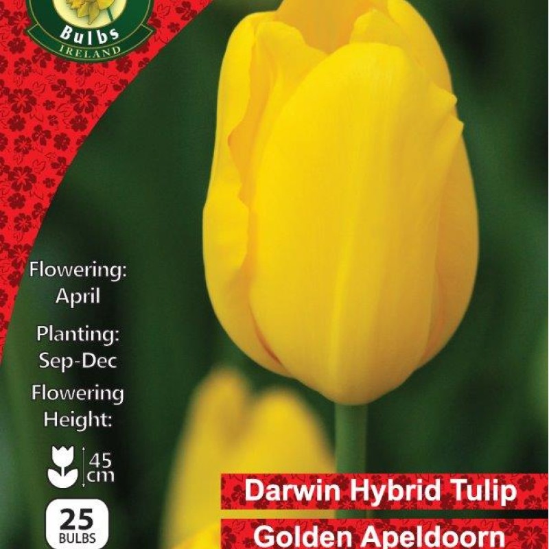 WC BULBS : TULIP SINGLE GOLDEN APELDOORN 25PK