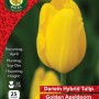 WC BULBS : TULIP SINGLE GOLDEN APELDOORN 25PK