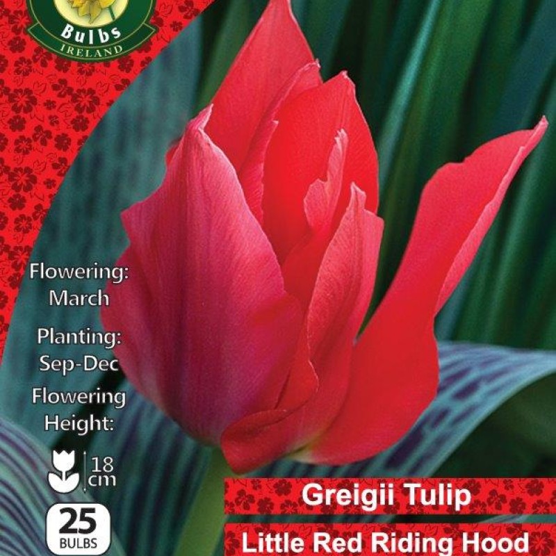 WC BULBS : TULIP SINGLE LITTLE RED RIDING HOOD 25P