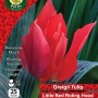 WC BULBS : TULIP SINGLE LITTLE RED RIDING HOOD 25P