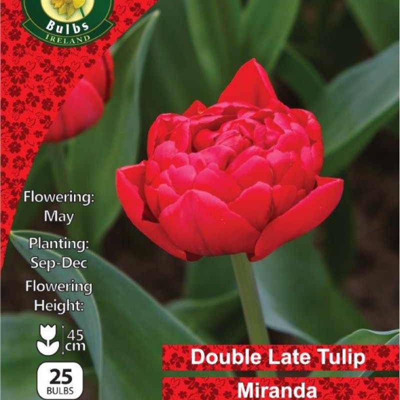 WC BULBS : TULIP 25PK : DOUBLE MIRANDA