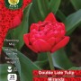 WC BULBS : TULIP 25PK : DOUBLE MIRANDA