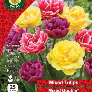 WC BULBS : TULIP 25PK : MIXED DOUBLE