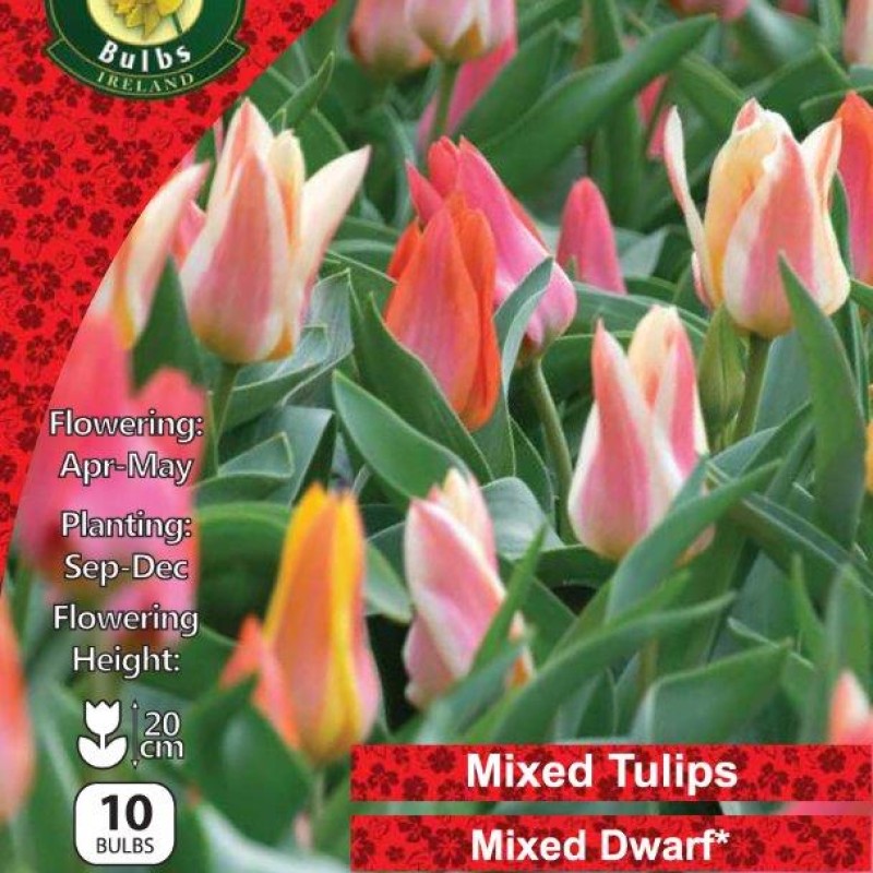 WC BULBS : TULIP MIXED DWARF 10PK
