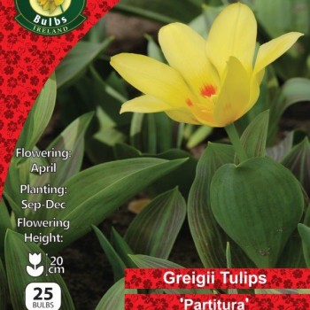 WC BULBS : TULIP 25PK : DWARF PARTITURA