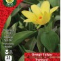 WC BULBS : TULIP 25PK : DWARF PARTITURA