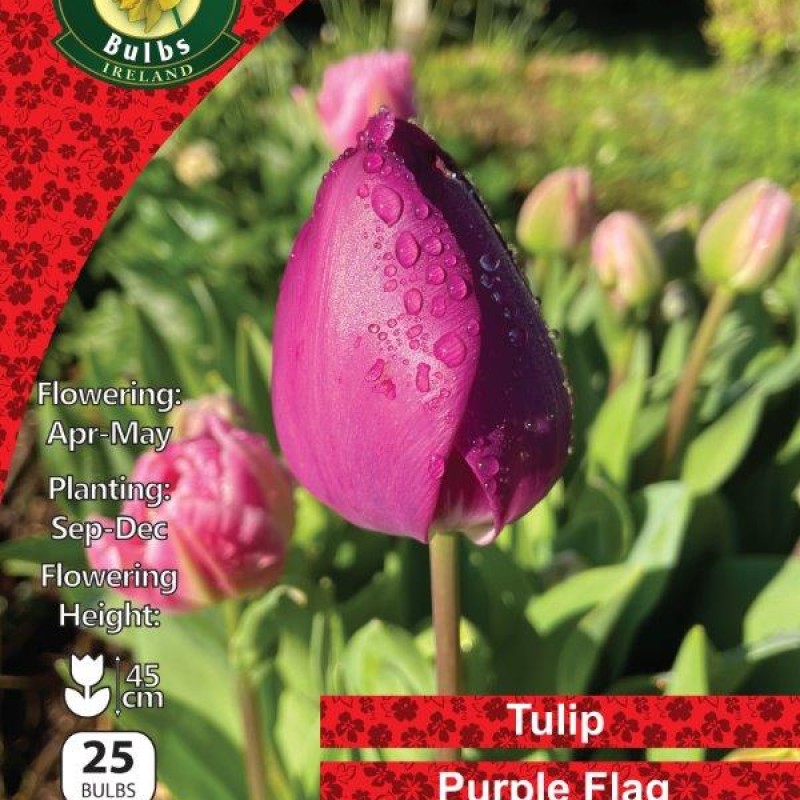 WC BULBS : TULIP 25PK : SINGLE PURPLE FLAG