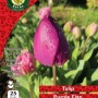 WC BULBS : TULIP 25PK : SINGLE PURPLE FLAG
