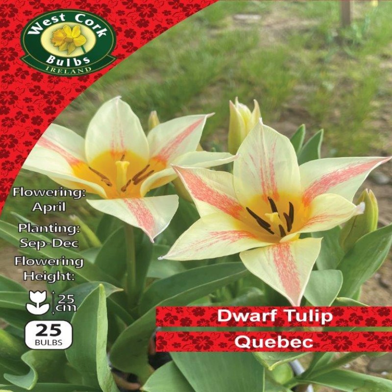WC BULBS : TULIP 25PK : DWARF QUEBEC