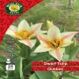 WC BULBS : TULIP 25PK : DWARF QUEBEC