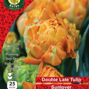 WC BULBS : TULIP 25PK : DOUBLE SUNLOVER