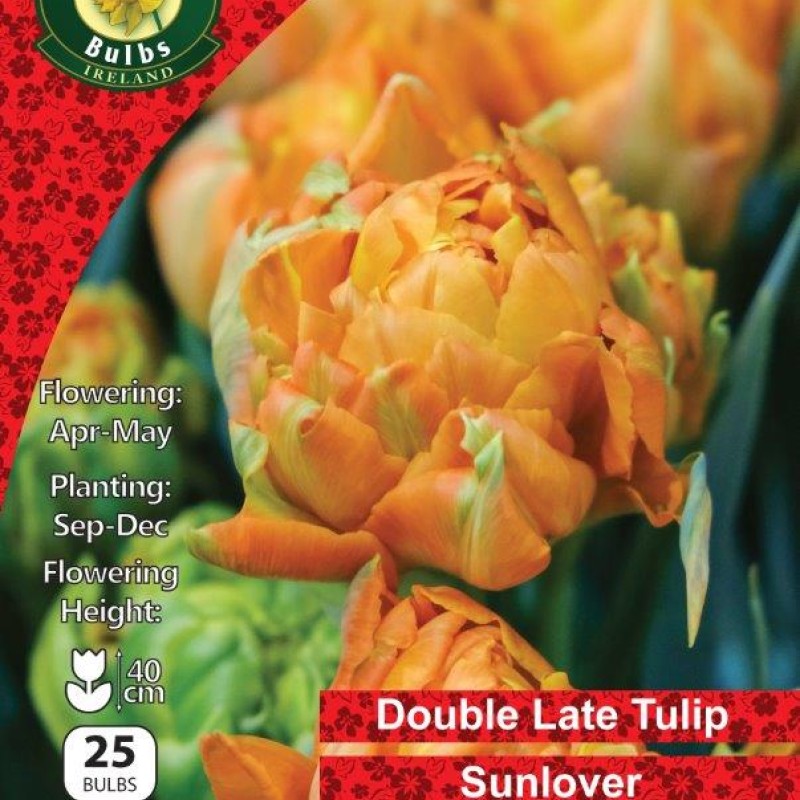 WC BULBS : TULIP 25PK : DOUBLE SUNLOVER