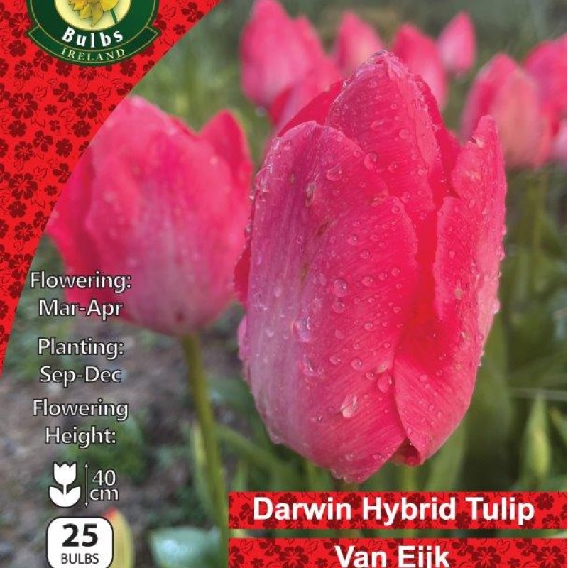 WC BULBS : TULIP SINGLE VAN EIJK 25PK