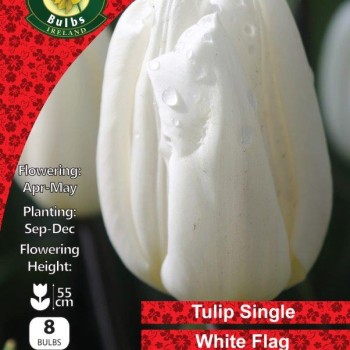 WC BULBS : TULIP TRIUMPH WHITE FLAG 8PK