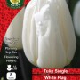WC BULBS : TULIP TRIUMPH WHITE FLAG 8PK