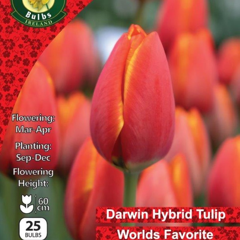 WC BULBS : TULIP 25PK DARWIN WORLDS FAVOURITE