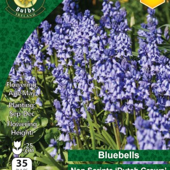 WC BULBS : BLUEBELLS 35PK NON SCRIPTA