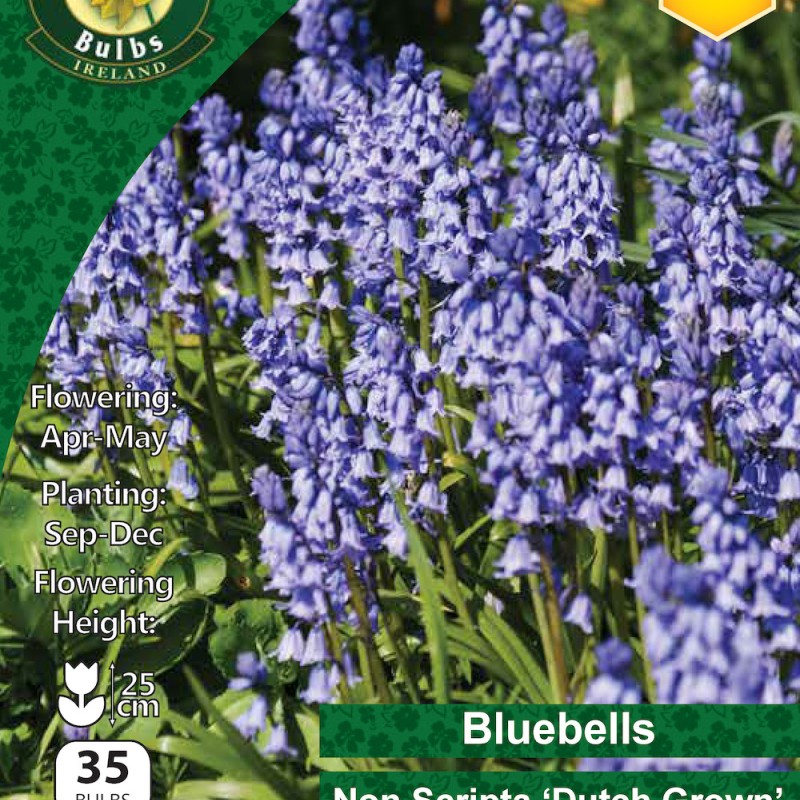 WC BULBS : BLUEBELLS 35PK NON SCRIPTA