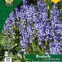 WC BULBS : BLUEBELLS 35PK NON SCRIPTA