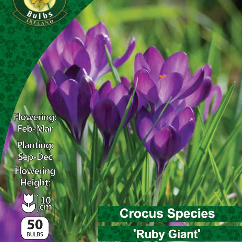 WC BULBS : CROCUS SPECIES RUBY GIANT 50PK