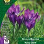 WC BULBS : CROCUS SPECIES RUBY GIANT 50PK