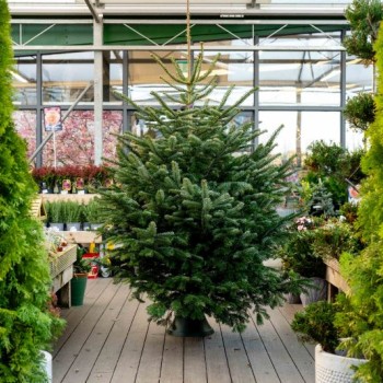 Nordmann Fir Real Christmas Tree – 6–8ft