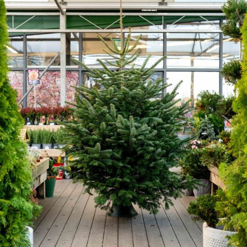 Nordmann Fir Real Christmas Tree – 6–8ft
